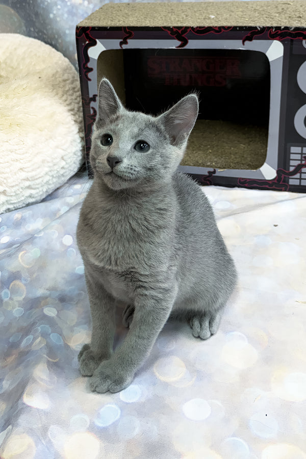 Tango | Russian Blue Kitten
