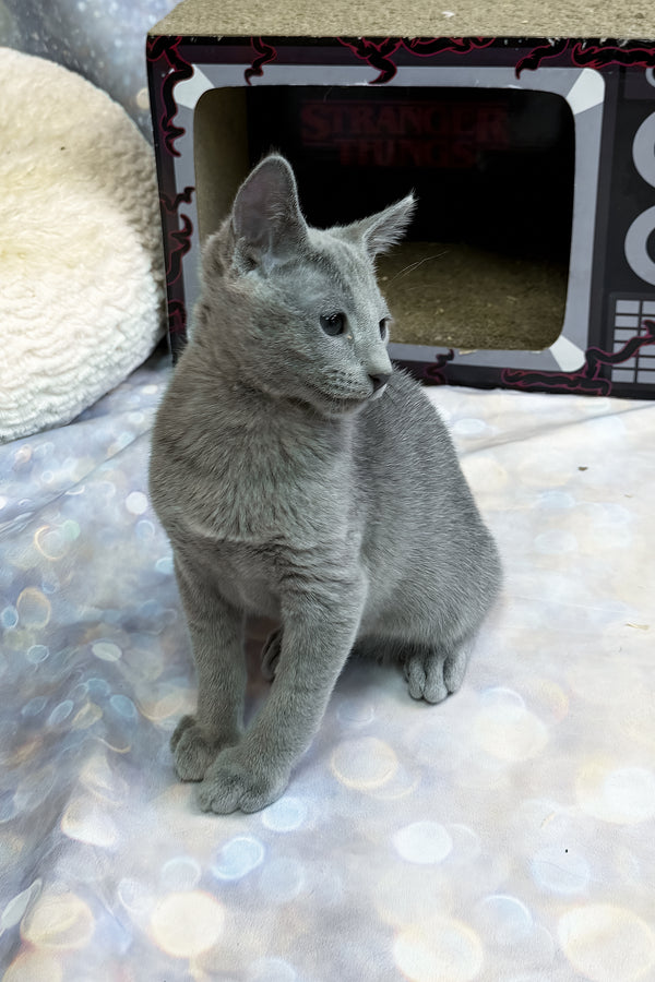 Tango | Russian Blue Kitten