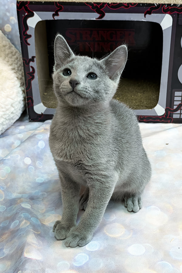 Tango | Russian Blue Kitten