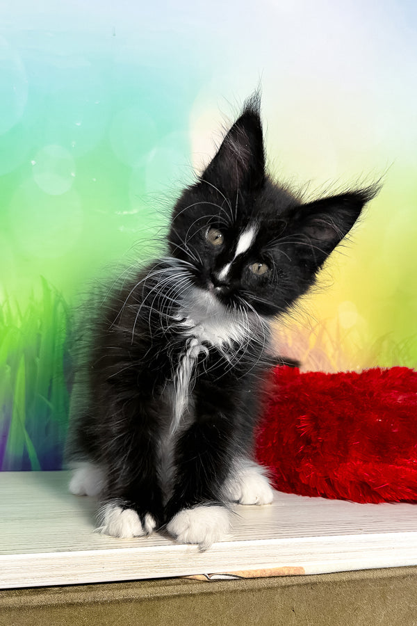 Tarhun | Maine Coon Kitten
