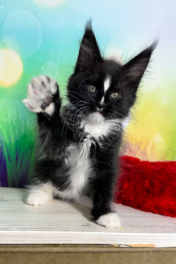 Tarhun | Maine Coon Kitten