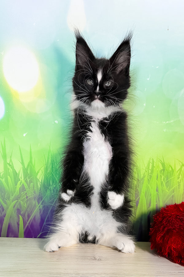 Tarhun | Maine Coon Kitten