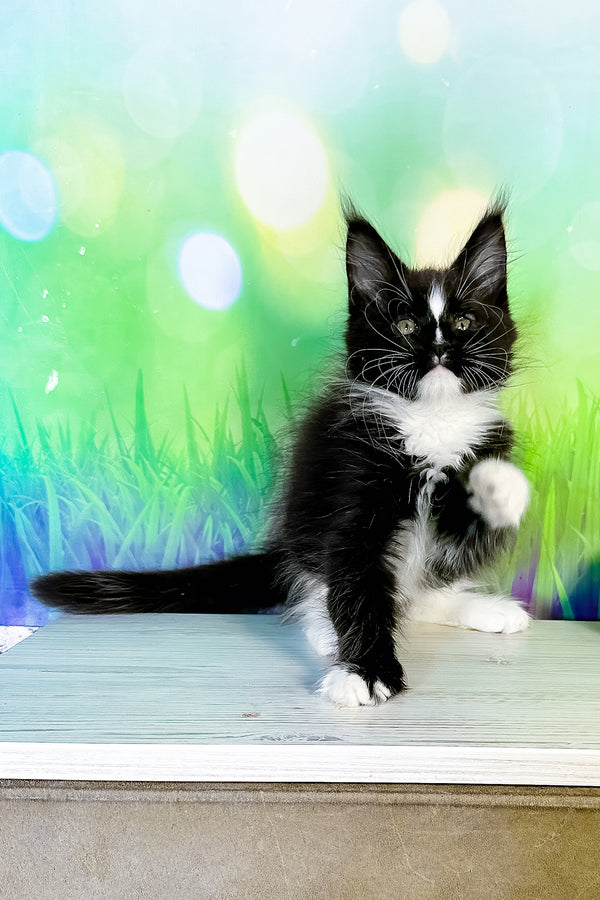 Tarhun | Maine Coon Kitten
