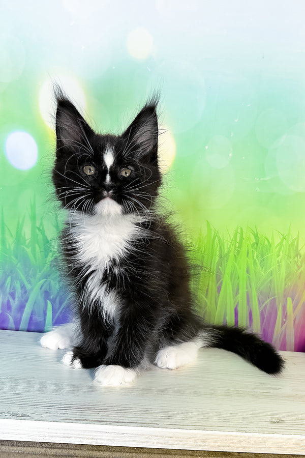 Tarhun | Maine Coon Kitten