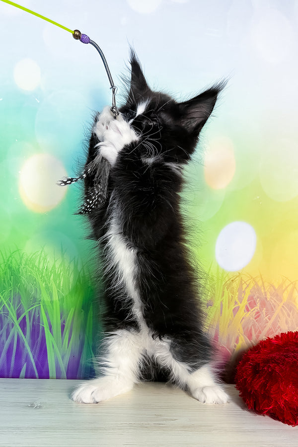 Tarhun | Maine Coon Kitten