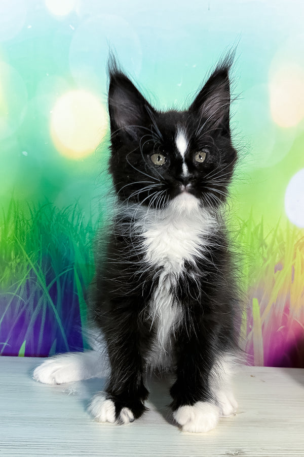 Tarhun | Maine Coon Kitten