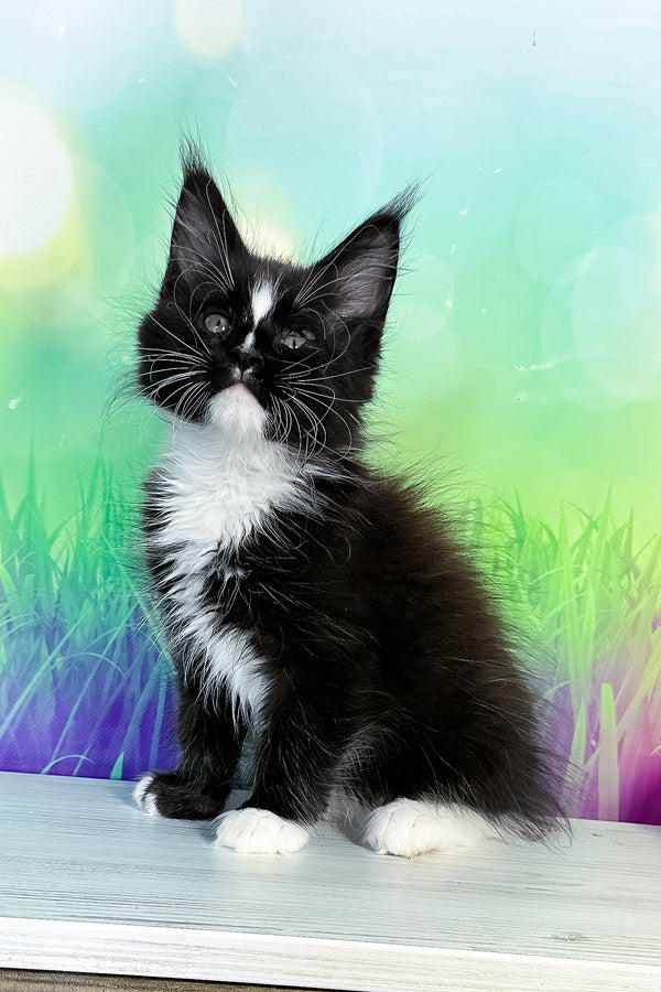 Tarhun | Maine Coon Kitten