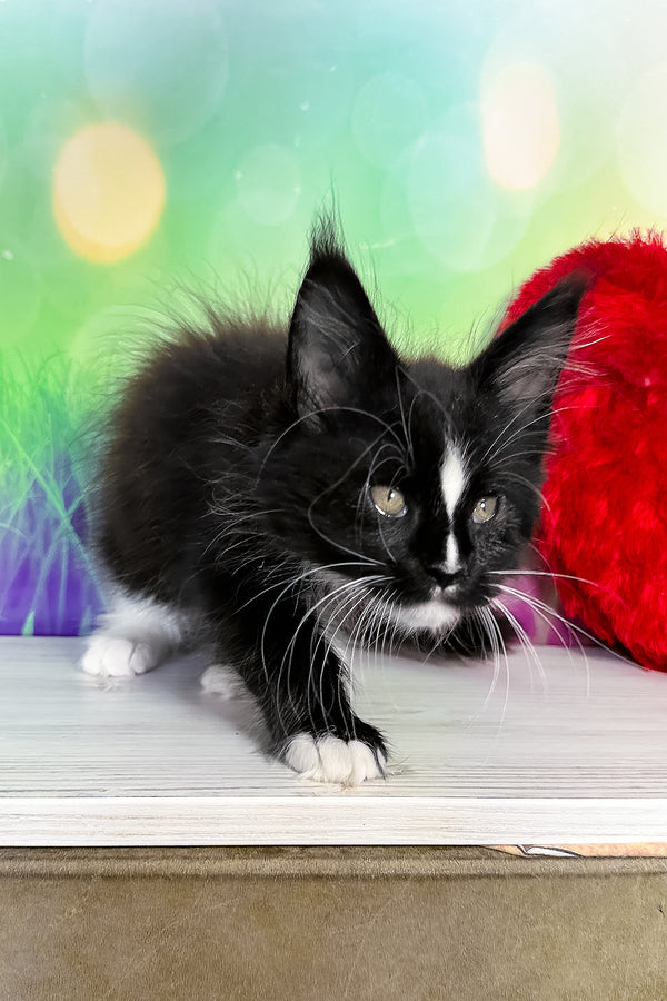 Tarhun | Maine Coon Kitten