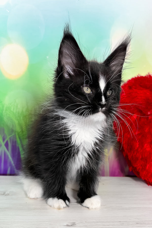 Tarhun | Maine Coon Kitten