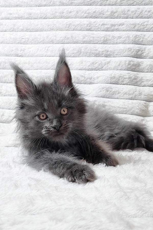 Tarik | Maine Coon Kitten