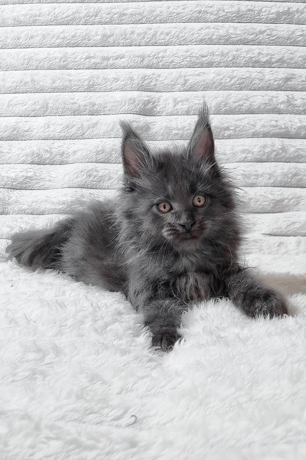 Tarik | Maine Coon Kitten