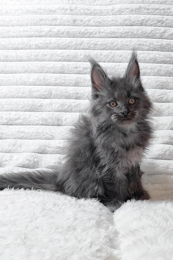 Tarik | Maine Coon Kitten