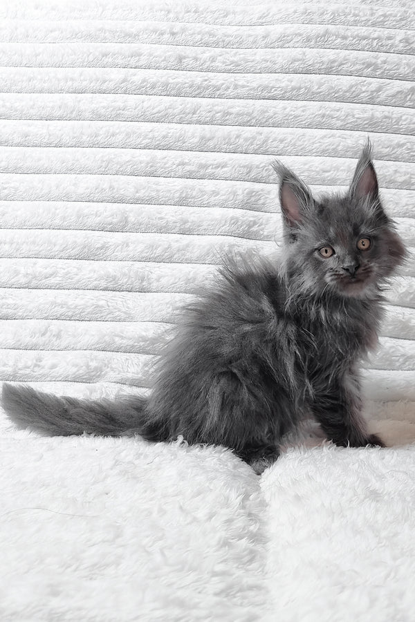 Tarik | Maine Coon Kitten