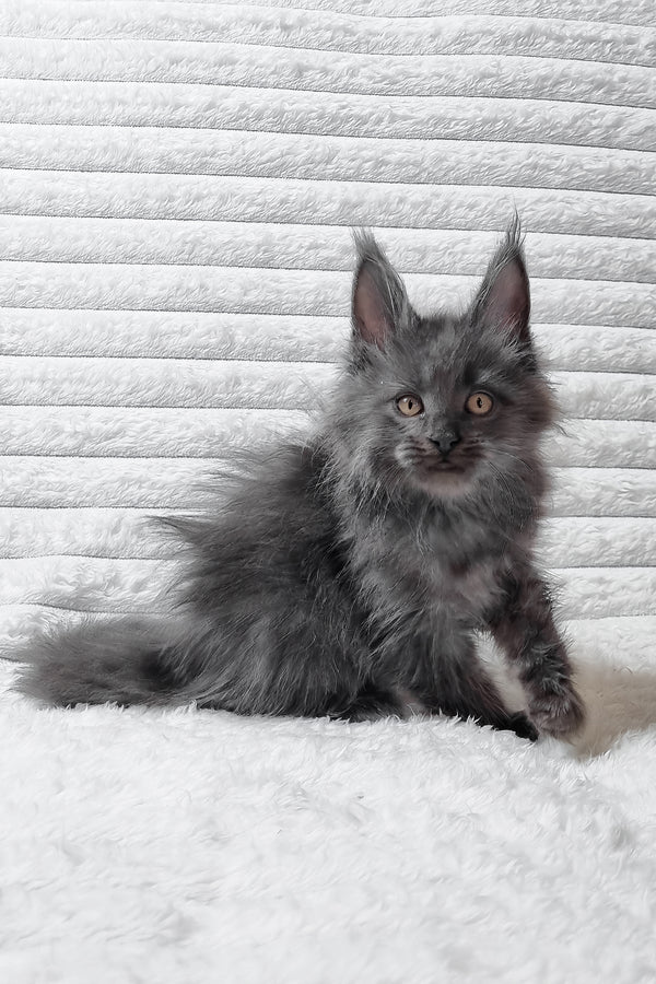 Tarik | Maine Coon Kitten