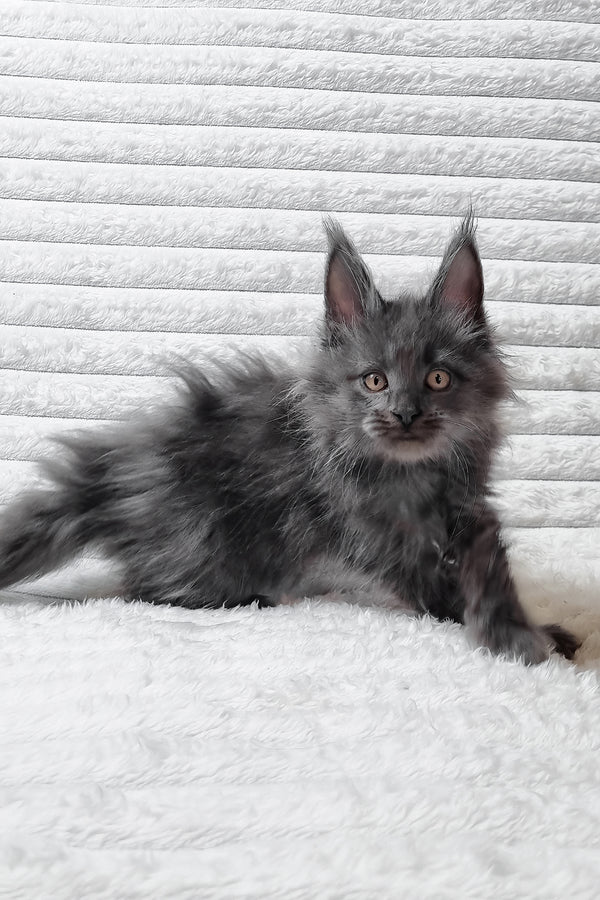 Tarik | Maine Coon Kitten