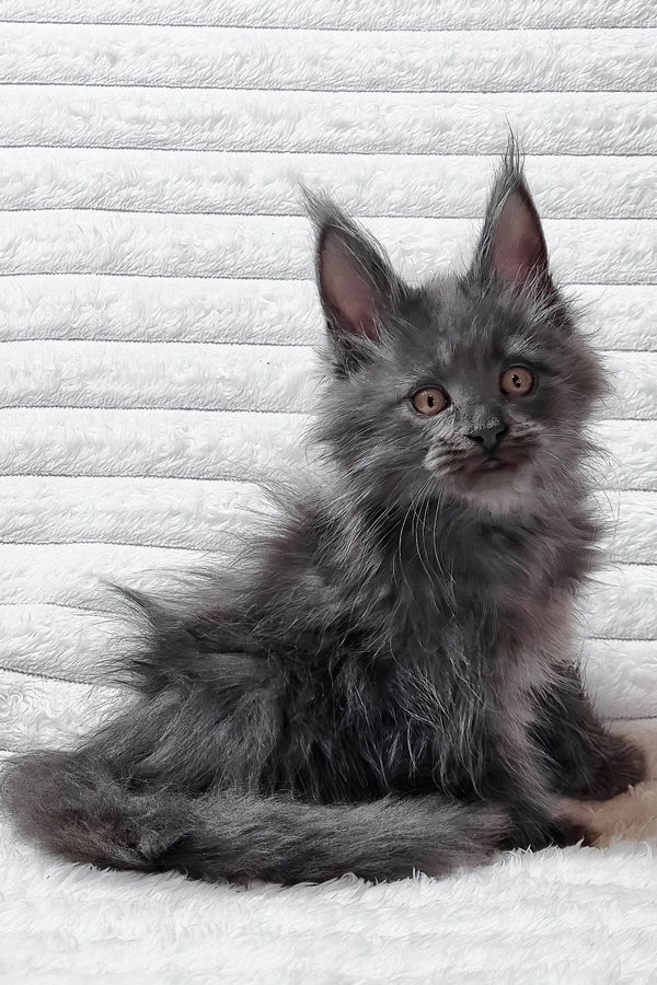 Tarik | Maine Coon Kitten