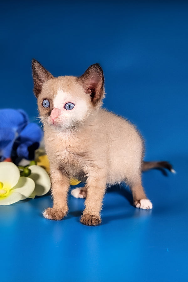 Taylor | Munchkin Long Legged Kitten