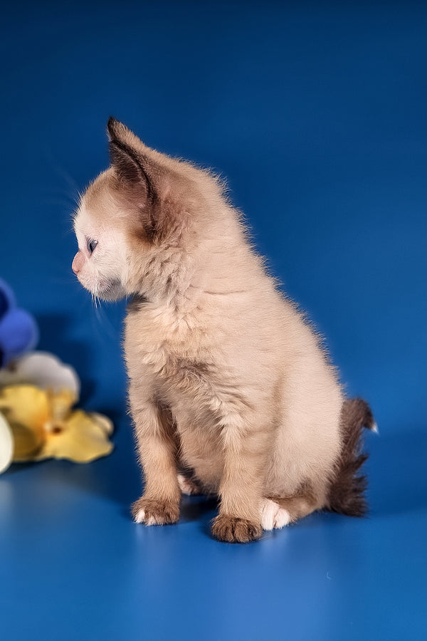Taylor | Munchkin Long Legged Kitten