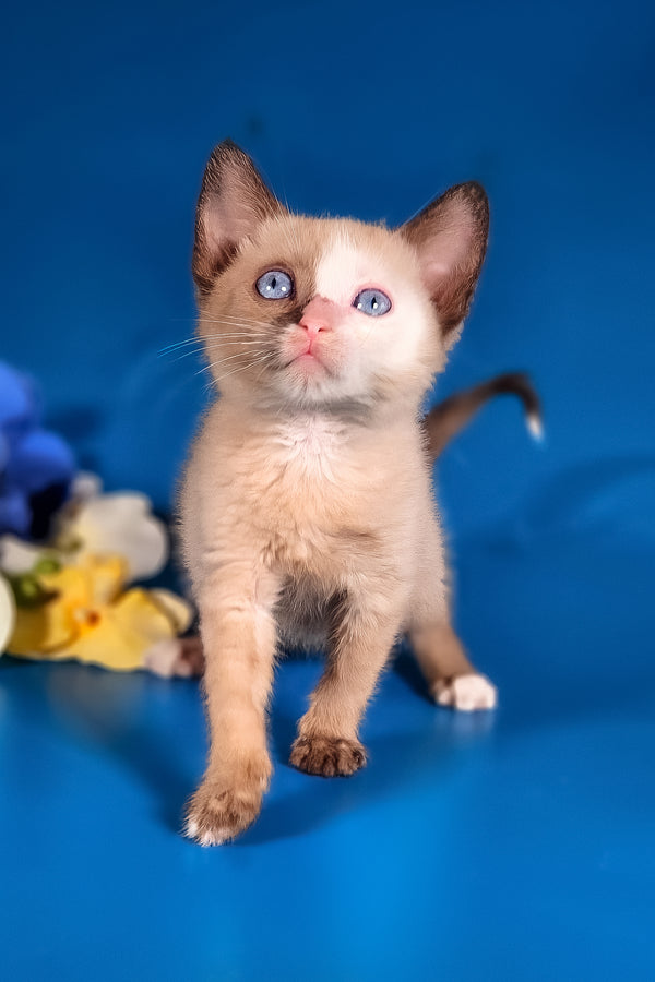 Taylor | Munchkin Long Legged Kitten