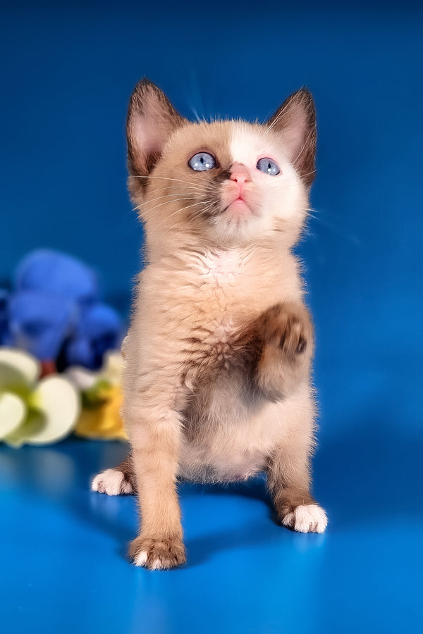 Taylor | Munchkin Long Legged Kitten
