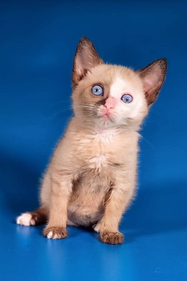 Taylor | Munchkin Long Legged Kitten