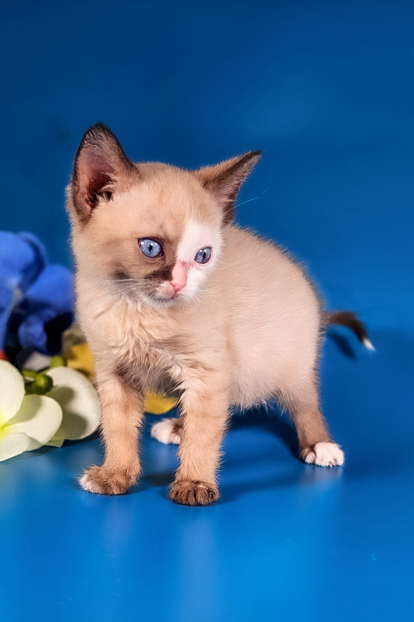Taylor | Munchkin Long Legged Kitten