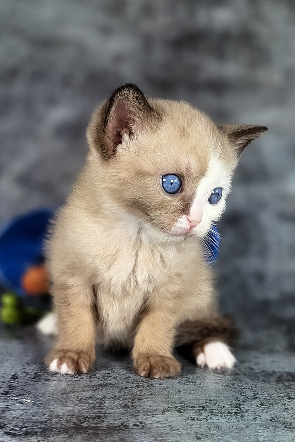 Taylor | Munchkin Long Legged Kitten