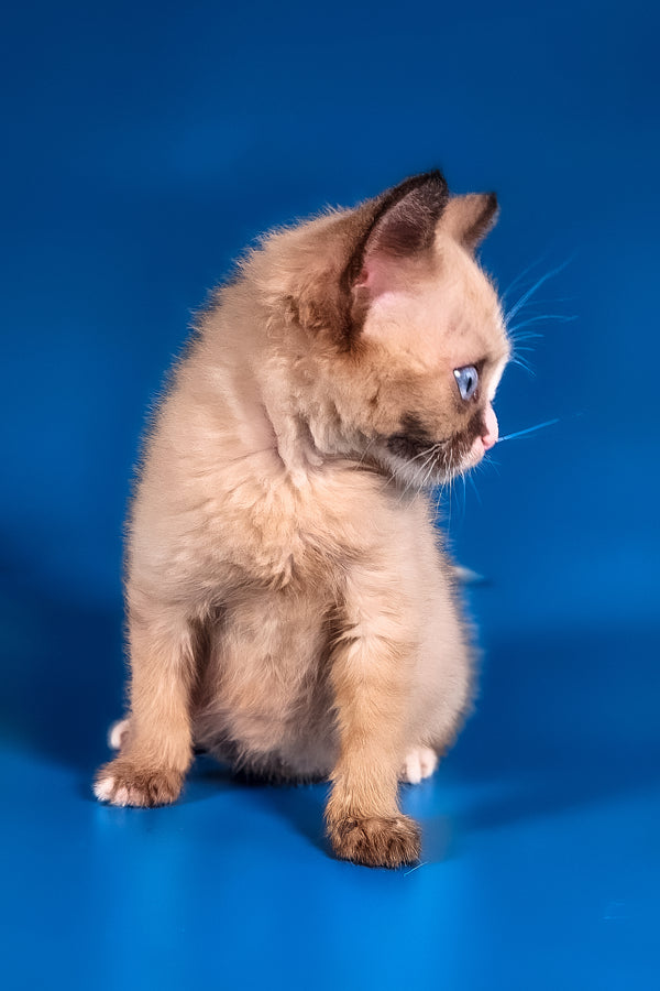 Taylor | Munchkin Long Legged Kitten