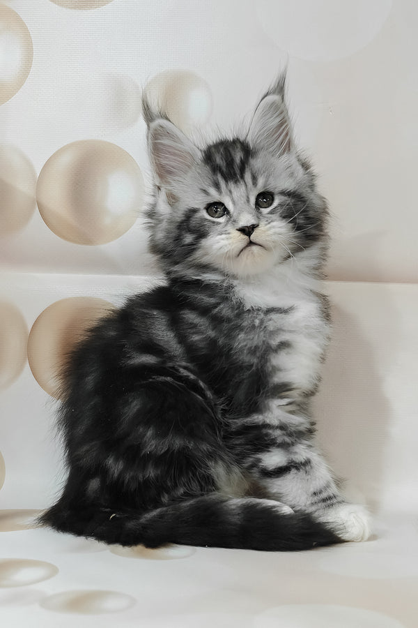 Taylor | Maine Coon Kitten