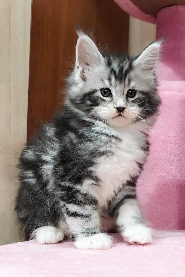 Taylor | Maine Coon Kitten