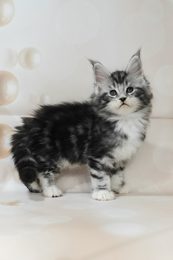 Taylor | Maine Coon Kitten