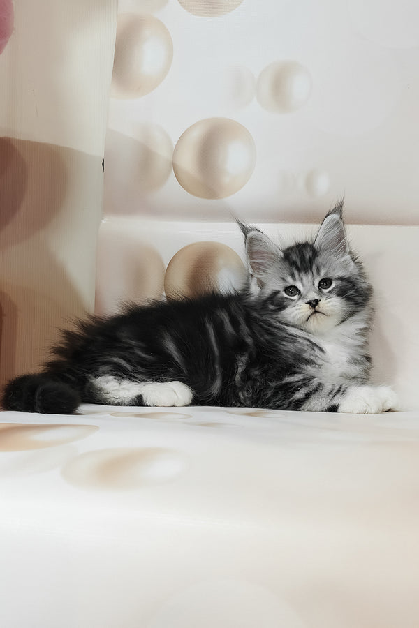 Taylor | Maine Coon Kitten