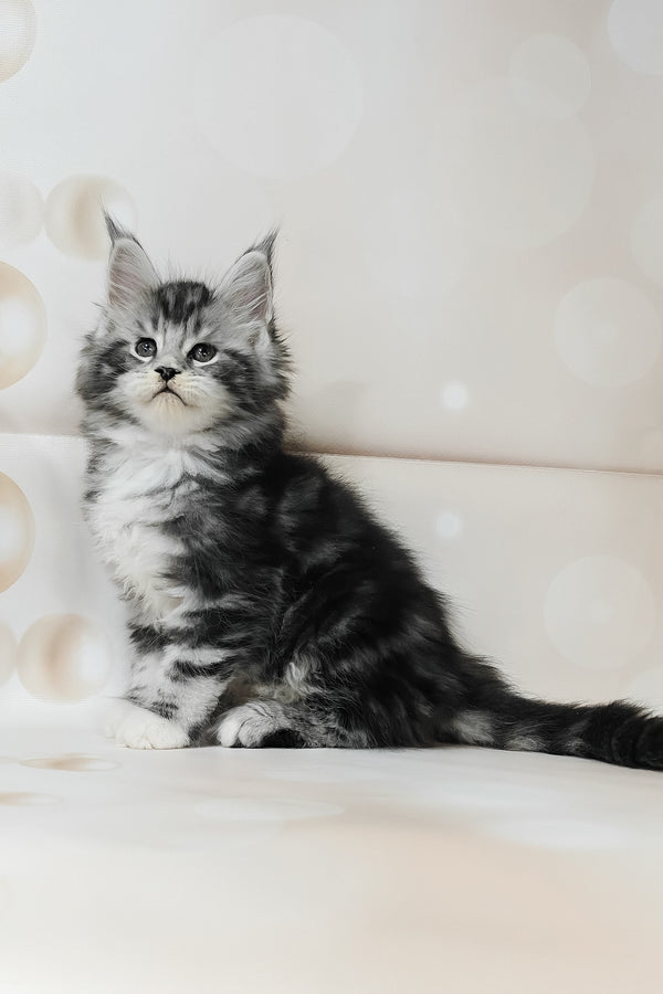 Taylor | Maine Coon Kitten