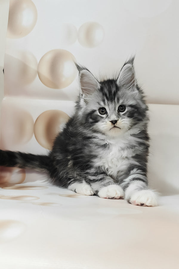 Taylor | Maine Coon Kitten