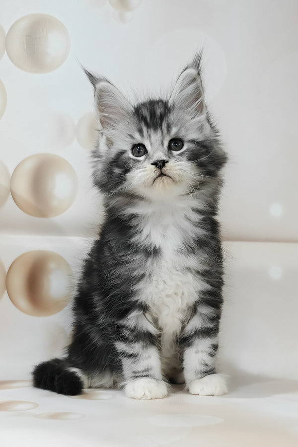Taylor | Maine Coon Kitten
