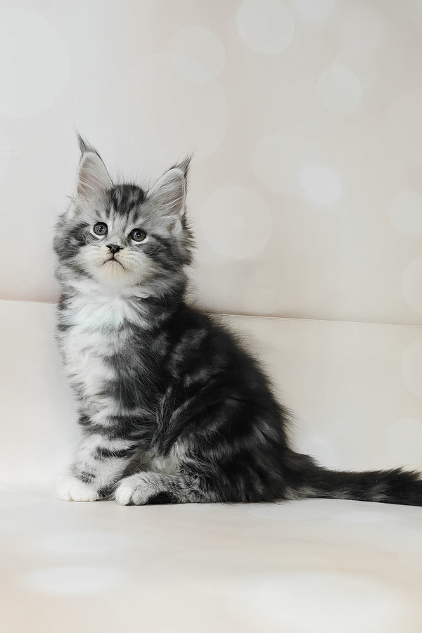 Taylor | Maine Coon Kitten
