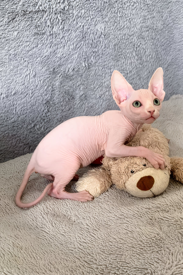 Teddy Bear | Canadian Sphynx Kitten