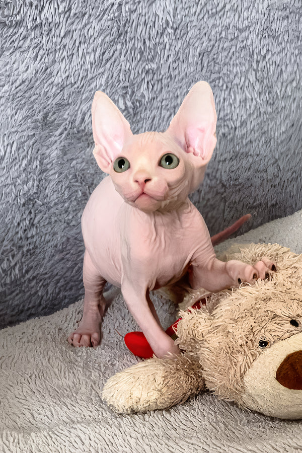 Teddy Bear | Canadian Sphynx Kitten