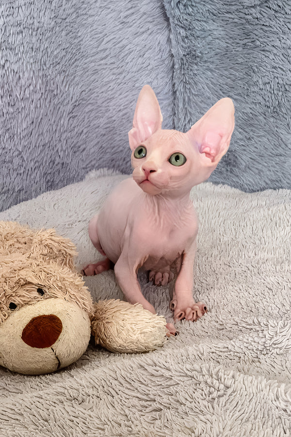 Teddy Bear | Canadian Sphynx Kitten