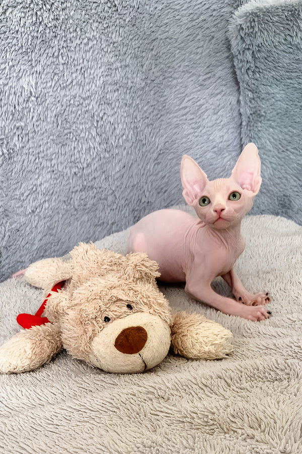 Teddy Bear | Canadian Sphynx Kitten