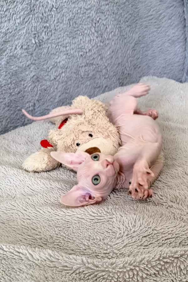 Teddy Bear | Canadian Sphynx Kitten