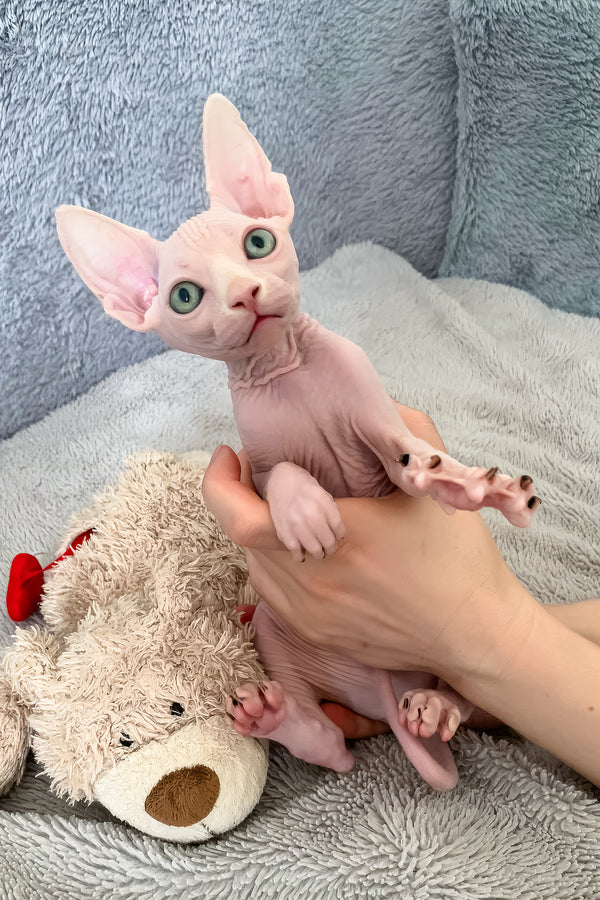 Teddy Bear | Canadian Sphynx Kitten