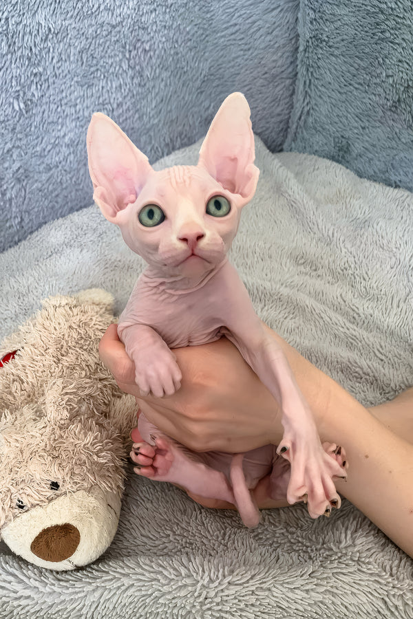 Teddy Bear | Canadian Sphynx Kitten