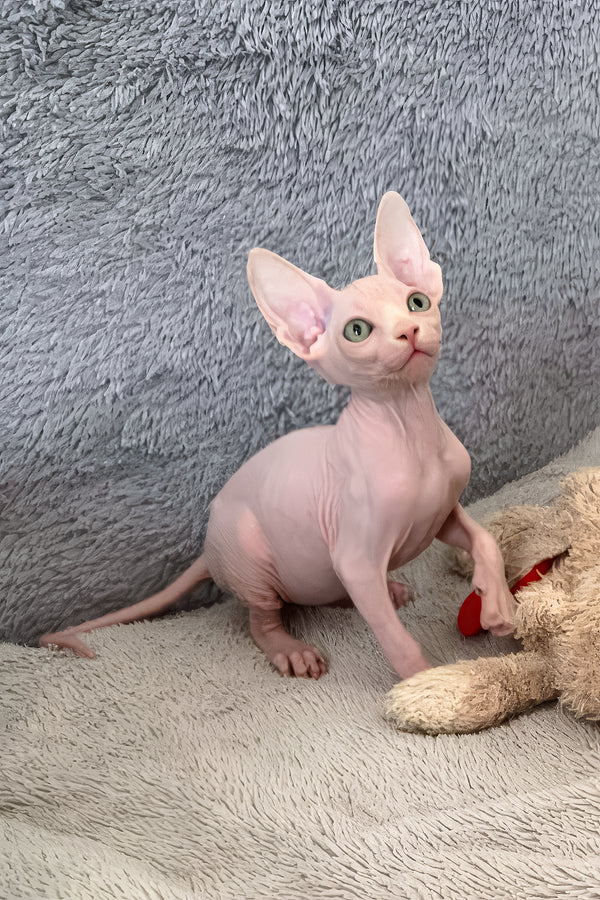 Teddy Bear | Canadian Sphynx Kitten