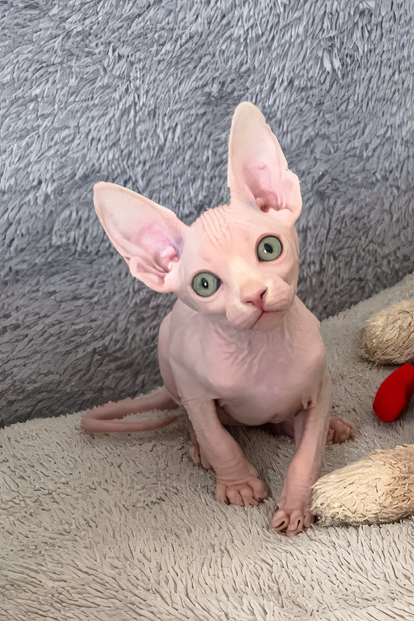 Teddy Bear | Canadian Sphynx Kitten