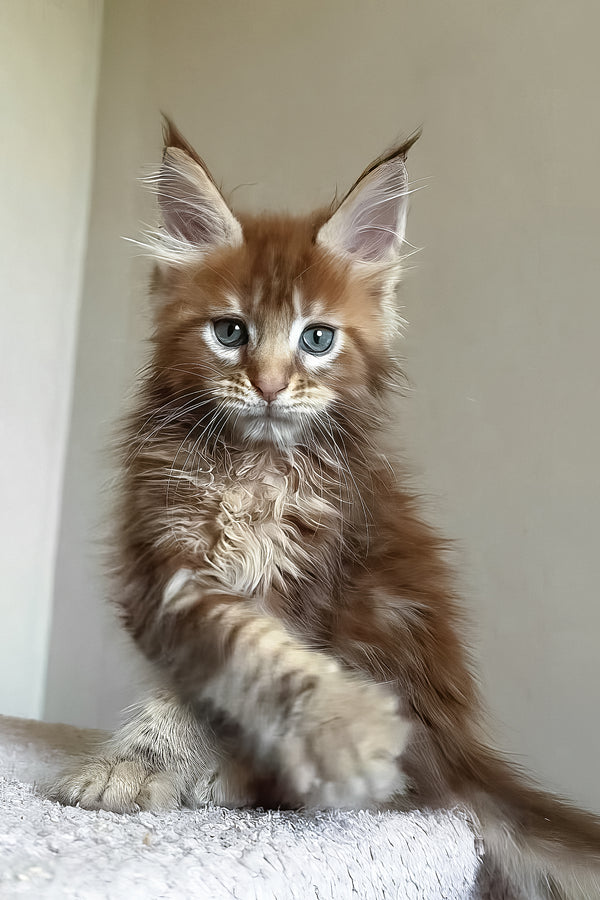 Teddy | Maine Coon Kitten