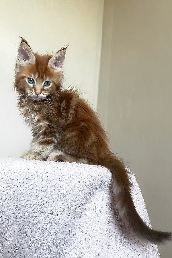 Teddy | Maine Coon Kitten