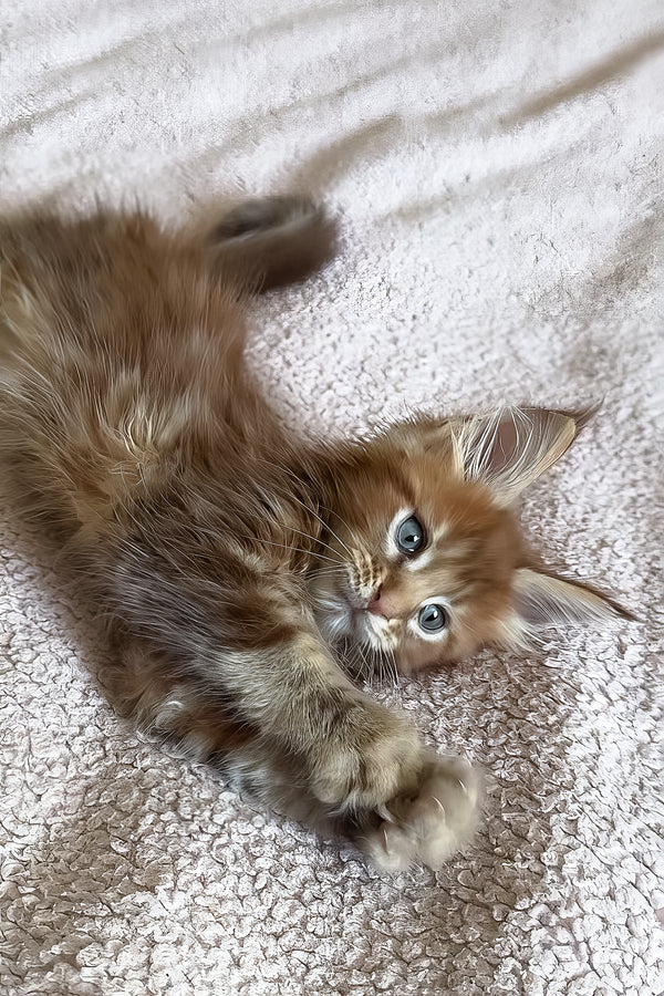 Teddy | Maine Coon Kitten