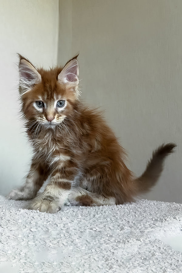 Teddy | Maine Coon Kitten