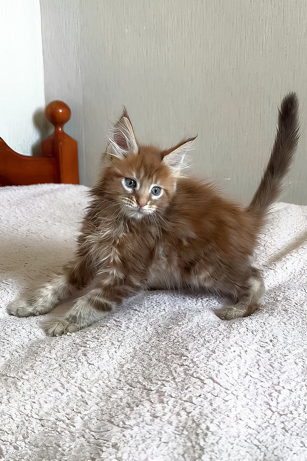 Teddy | Maine Coon Kitten